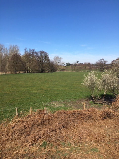 A close up of a dry grass field

Description automatically generated